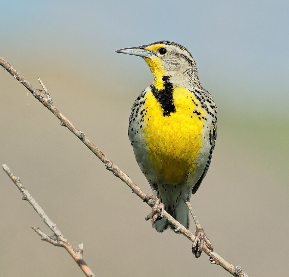 Western Meadowlark, the state bird of Montana
